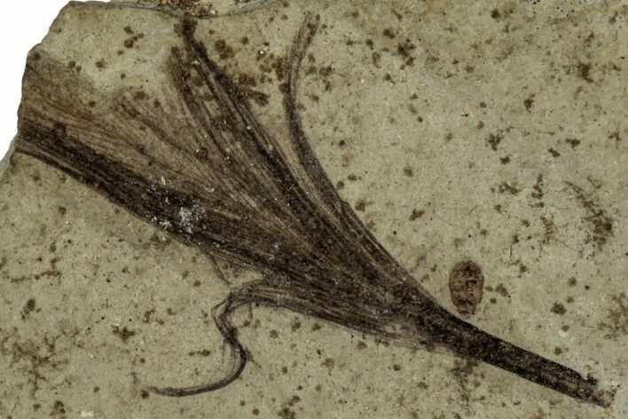 Detailed Fossil Feather - Green River Formation, Utah #356684